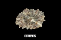 藏品(黑松螺)的圖片